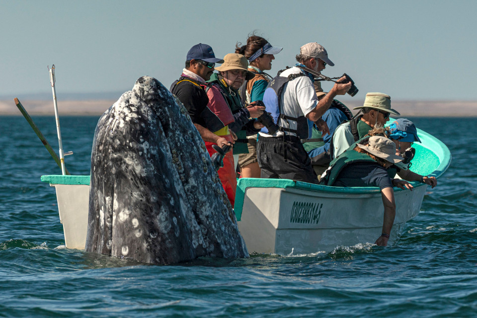 Whale watchers look opposite way as monster mammal looms a foot behind tiny boat